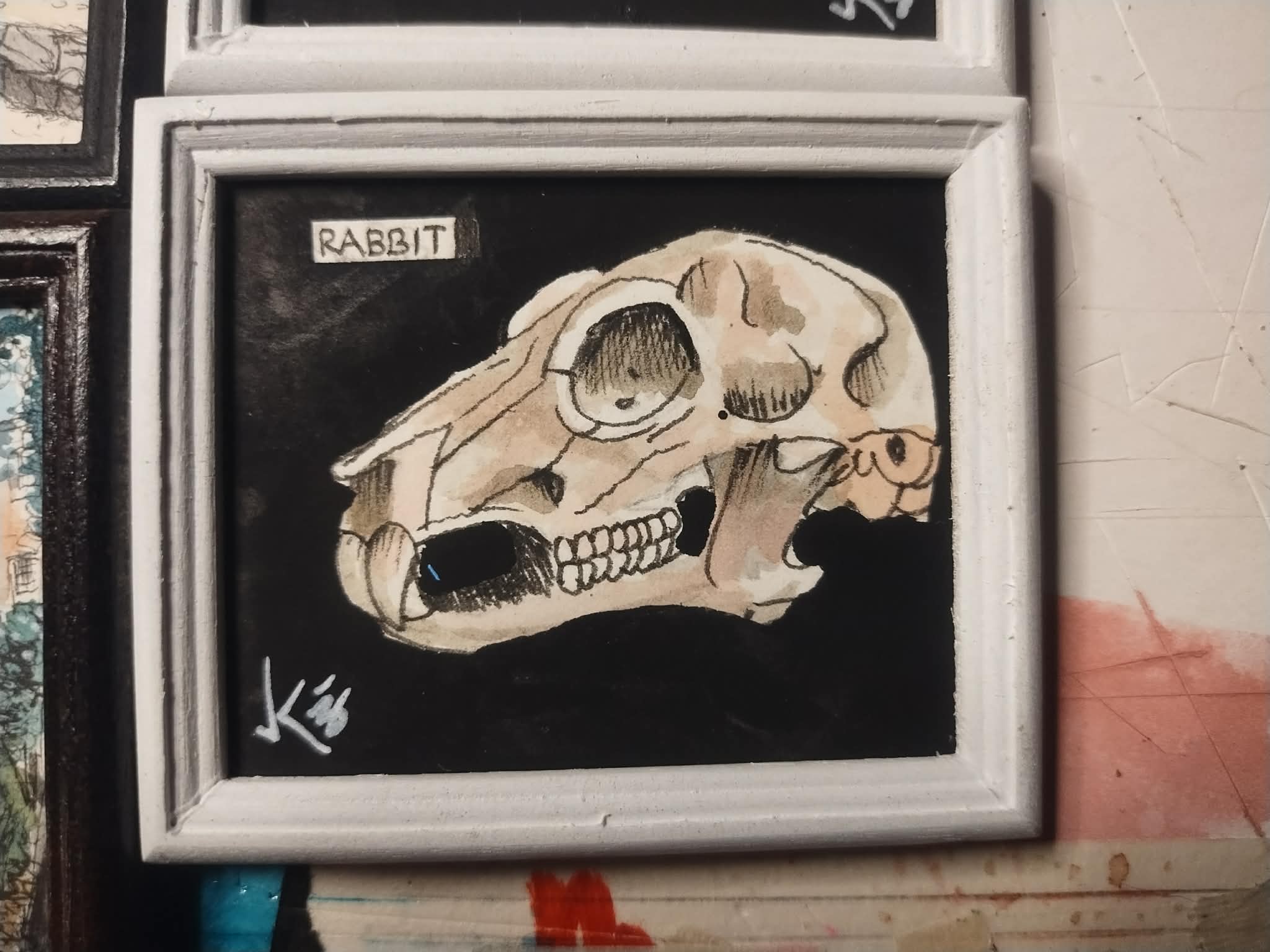 rabbit skull